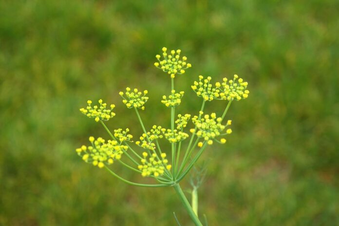 Top 10 fennel brands in Argentina