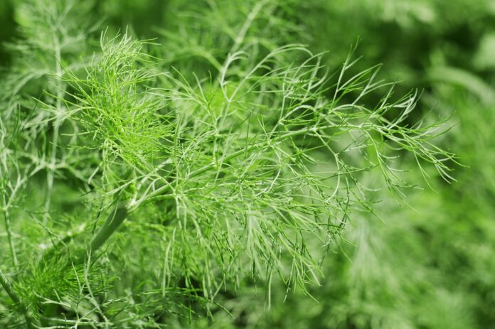 Top 10 fennel brands in Italy