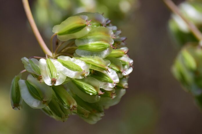 Top 10 fennel import companies in Brazil