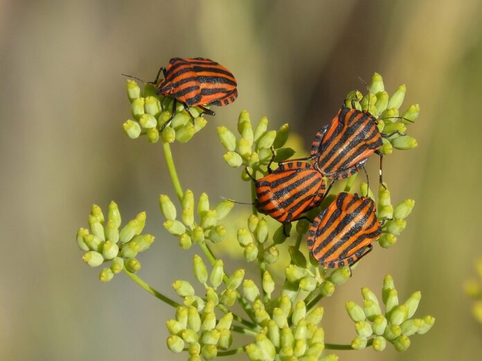 Top 10 fennel import companies in Germany