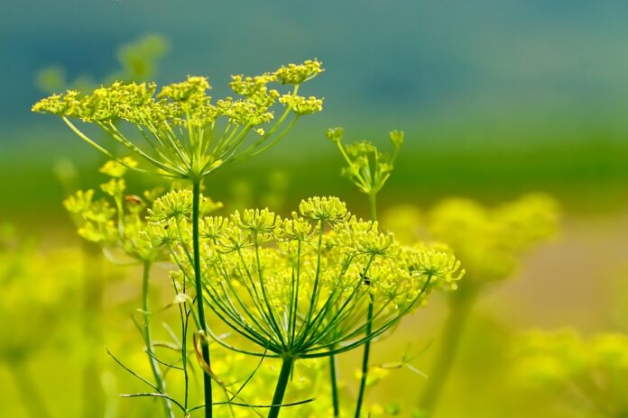 Top 10 fennel producing countries in the world in 2025