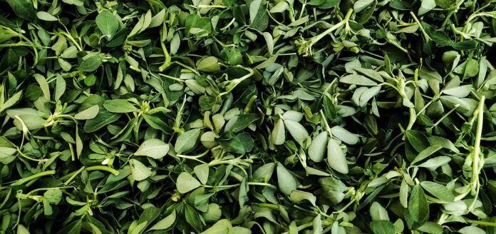 Top 10 fenugreek brands in Pakistan