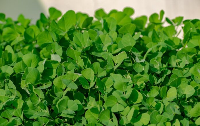Top 10 fenugreek export companies in India