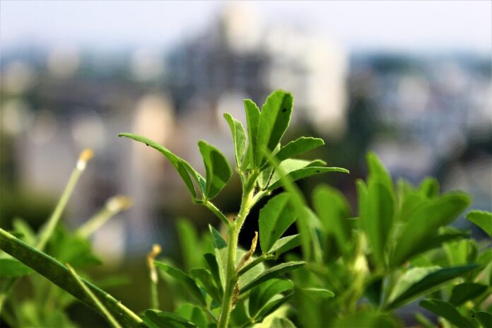 Top 10 fenugreek export companies in Nepal