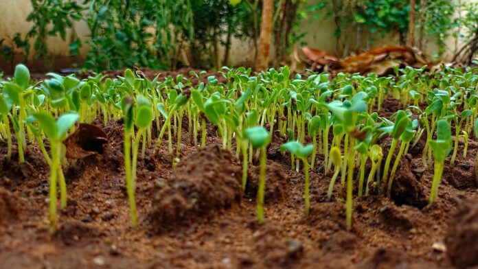 Top 10 fenugreek import companies in Australia