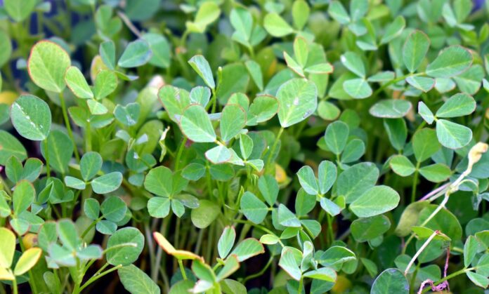 Top 10 fenugreek import companies in France