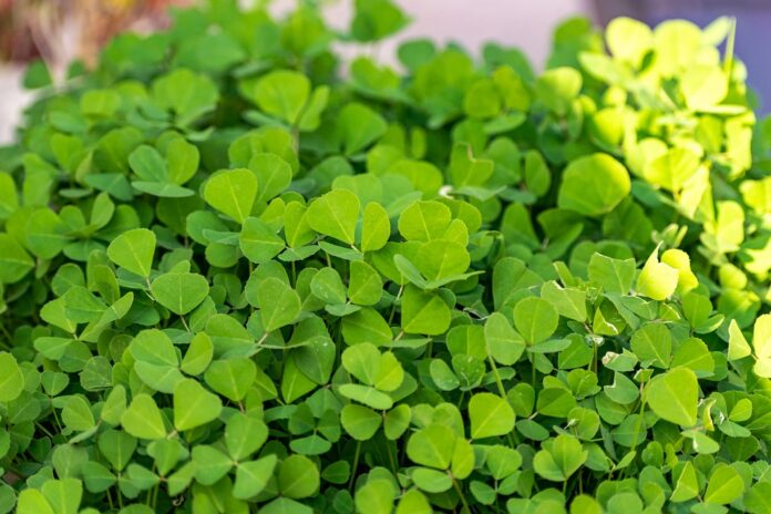 Top 10 fenugreek import companies in the United States