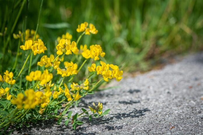 Top 10 fenugreek producing countries in the world in 2025