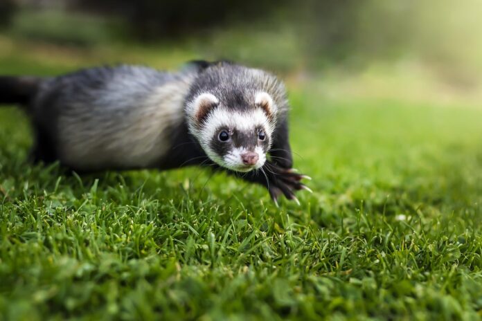 Top 10 ferret food exporters globally in 2025