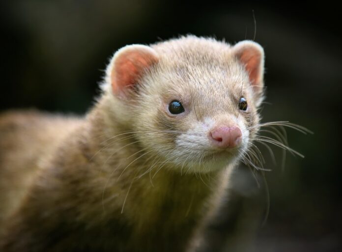 Top 10 ferret food producers in China