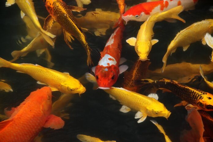 Top 10 fish stock brands imported in Asia