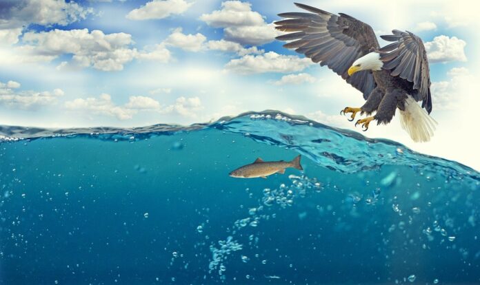 Top 10 fish stock export companies in Canada