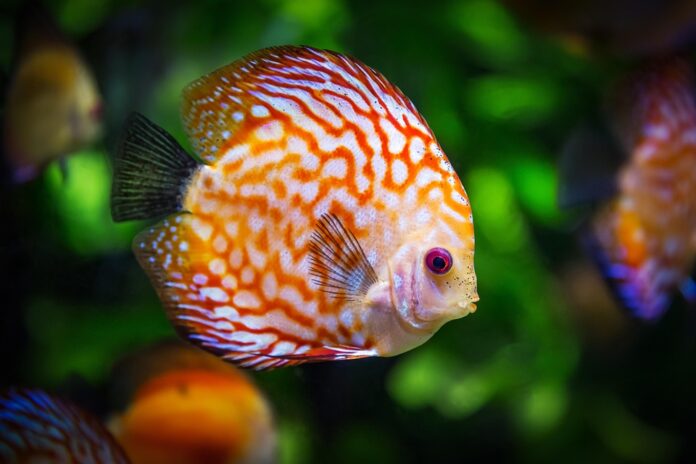 Top 10 fish stock export companies in China