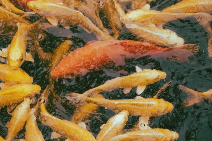 Top 10 fish stock producers globally in 2025