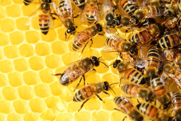 Top 10 foodservice honey suppliers for cafes and hotels
