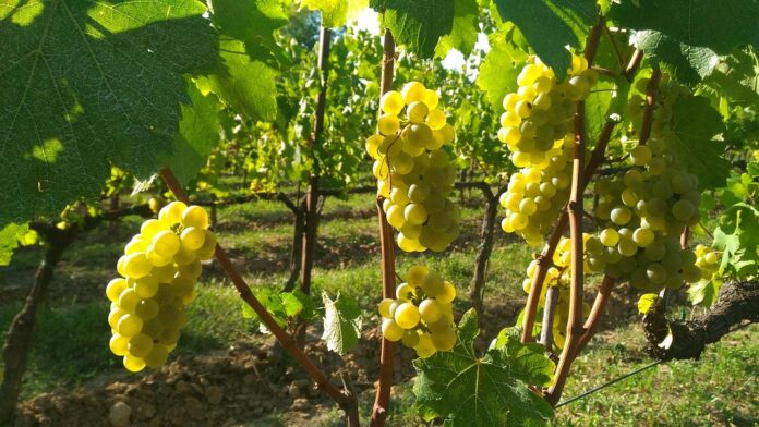 Top 10 franciacorta brands used in restaurants and hospitality