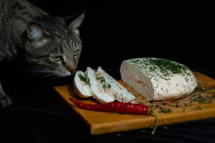 Top 10 functional cheese export companies in Ireland