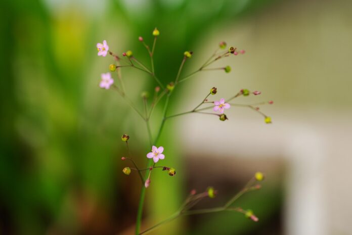 Top 10 ginseng brands in Vietnam