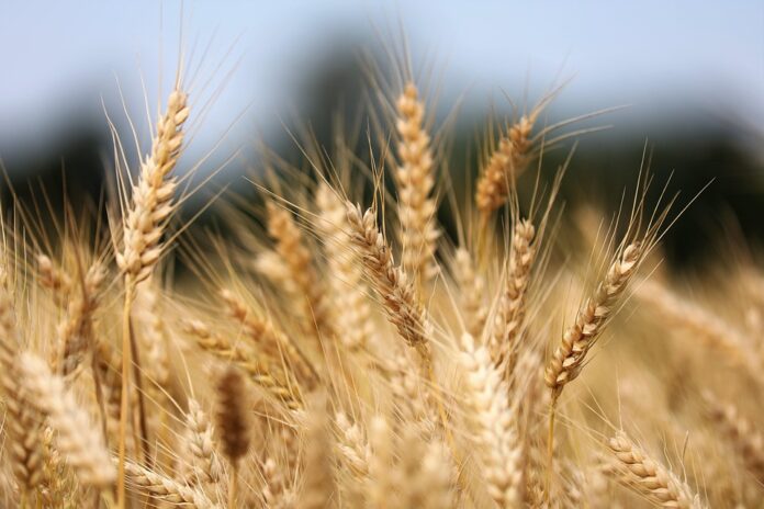 Top 10 grains packaging import companies in France
