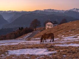 Top 10 grappa import companies in the United States