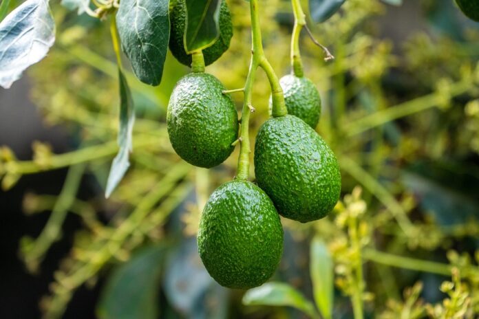 Top 10 guacamole producers with international retail distribution