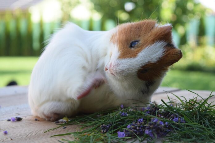 Top 10 guinea pig food exporters globally in 2025