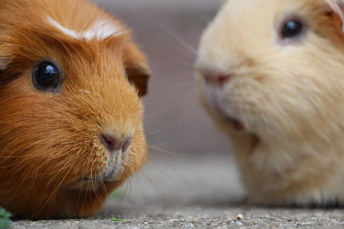 Top 10 guinea pig food importers globally in 2025