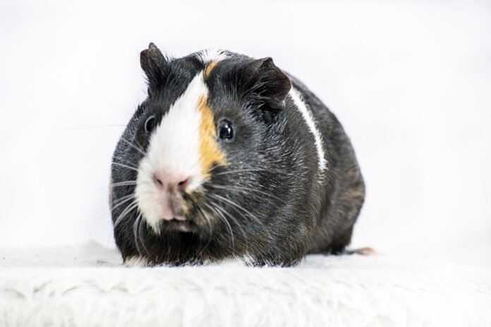 Top 10 guinea pig food producers in China