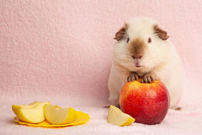 Top 10 guinea pig food producers in France