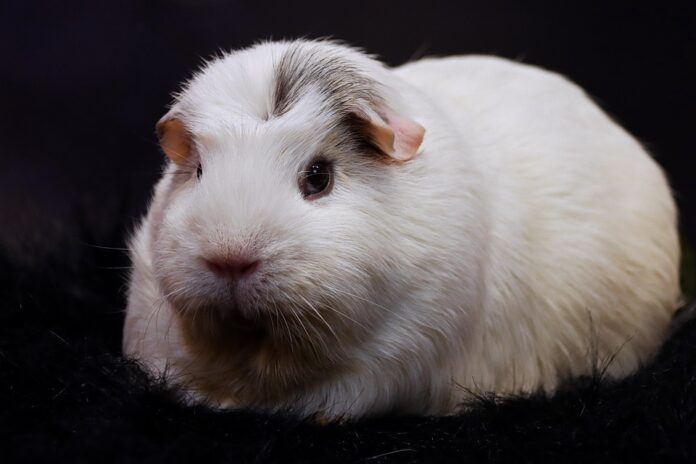 Top 10 guinea pig food producers in Thailand