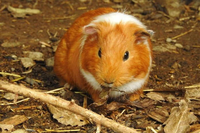 Top 10 guinea pig food producers in the United Kingdom