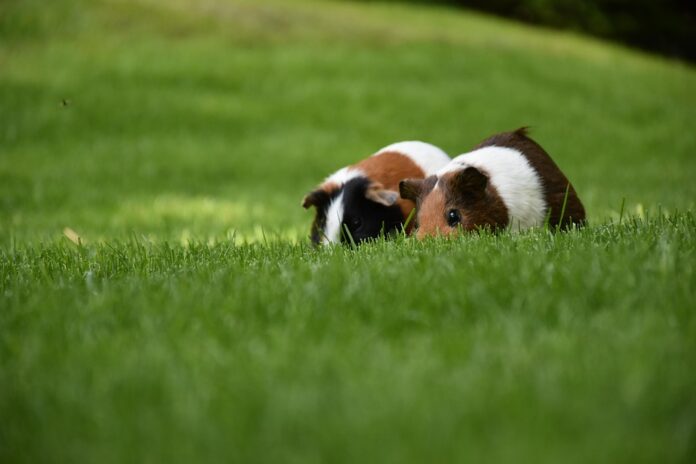 Top 10 guinea pig food producers in the United States