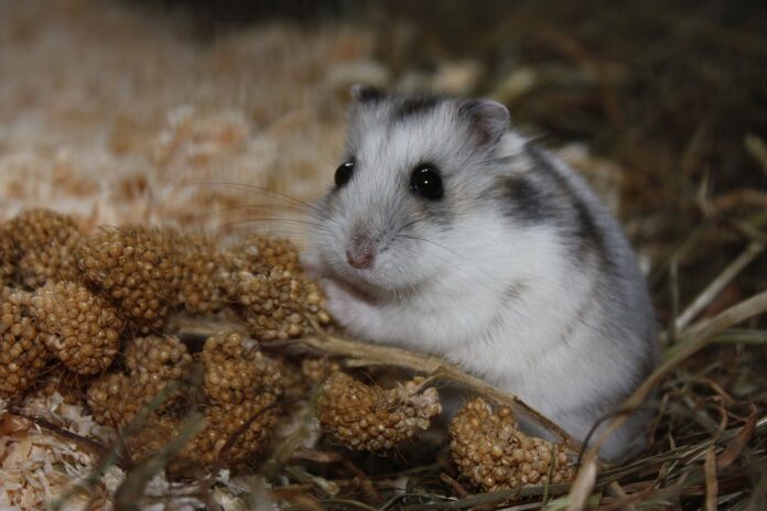 Top 10 hamster food brands globally in 2025