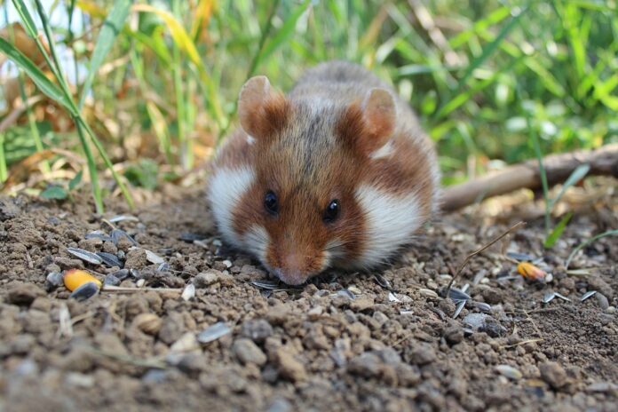 Top 10 hamster food exporters globally in 2025