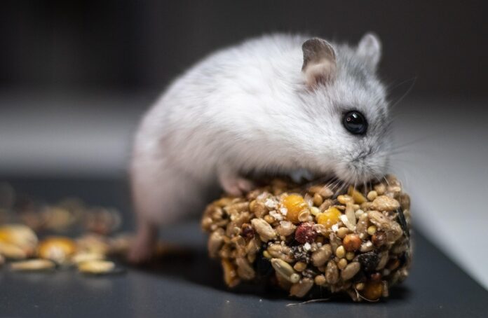 Top 10 hamster food producers in France