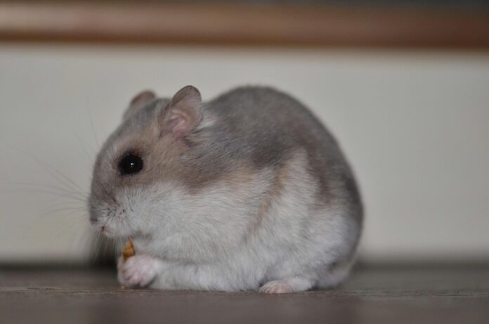 Top 10 hamster food producers in Germany