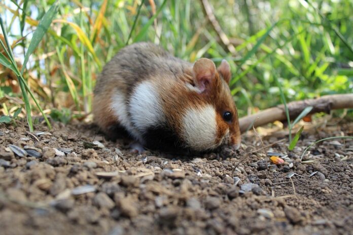 Top 10 hamster food producers in the United States