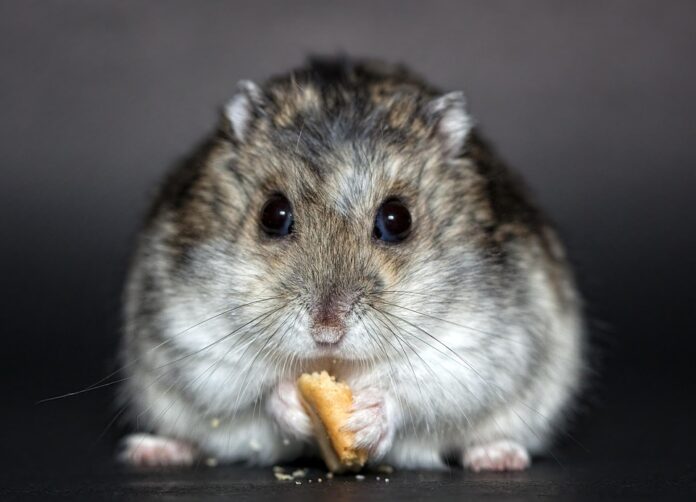 Top 10 hamster food producing countries in the world in 2025