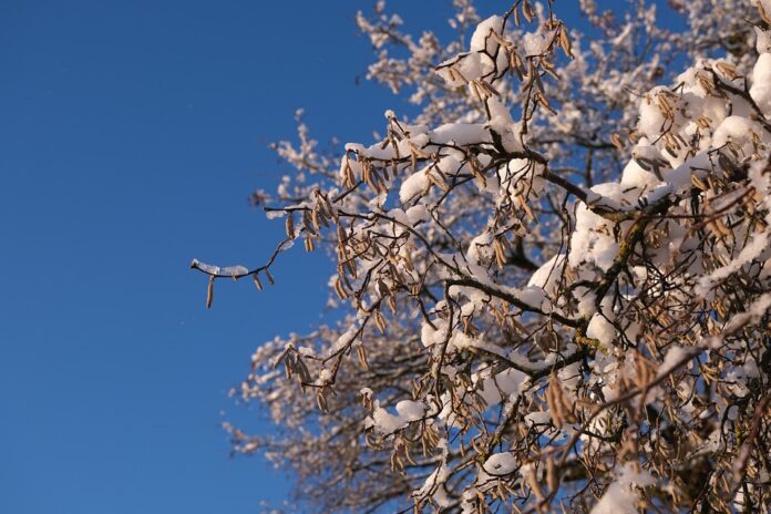 Top 10 hazelnut producing countries in the world in 2025