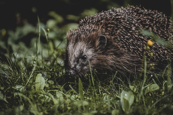 Top 10 hedgehog food exporters globally in 2025