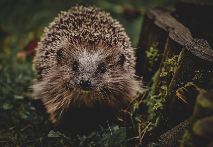 Top 10 hedgehog food producers in Brazil