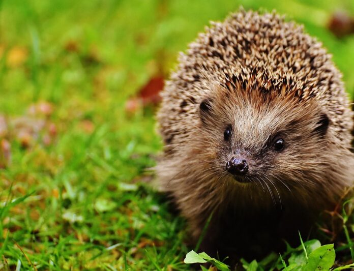 Top 10 hedgehog food producers in China