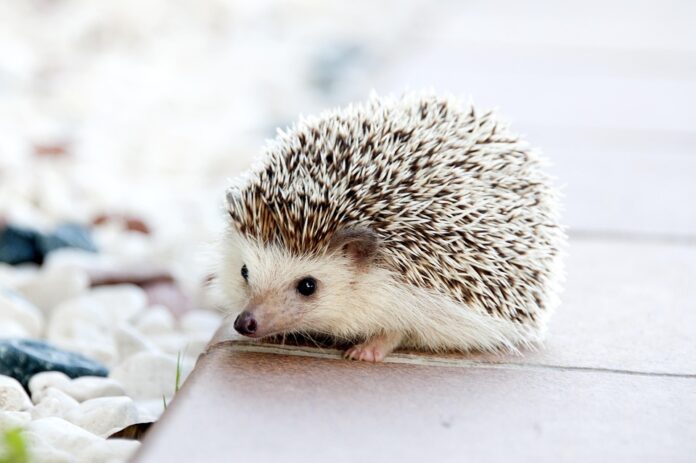 Top 10 hedgehog food producers in France