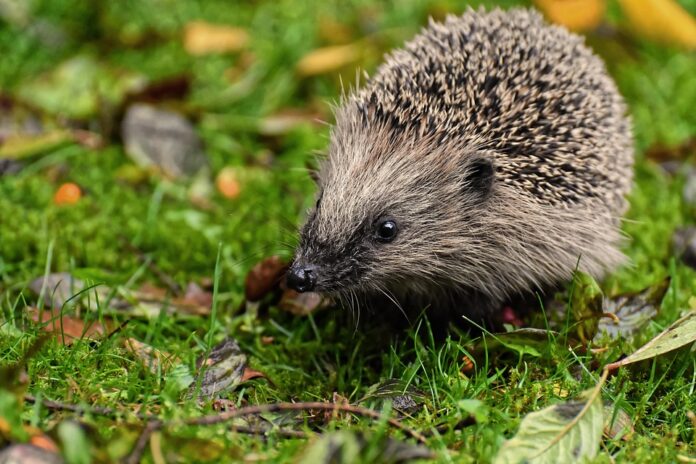 Top 10 hedgehog food producers in Germany