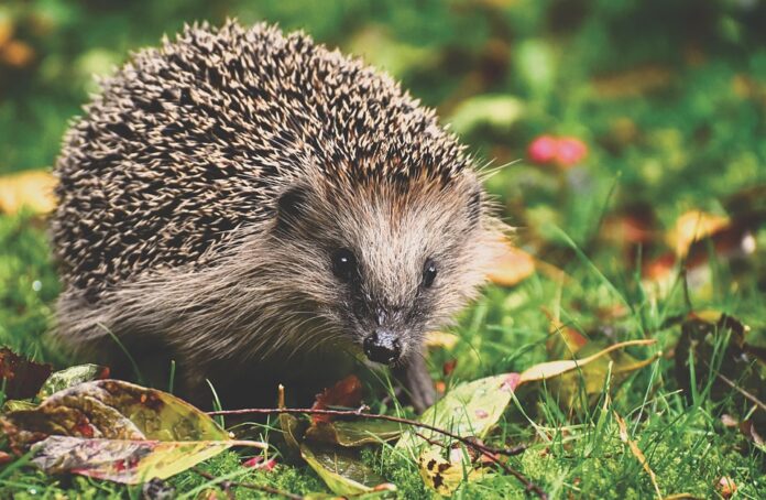 Top 10 hedgehog food producers in the United Kingdom