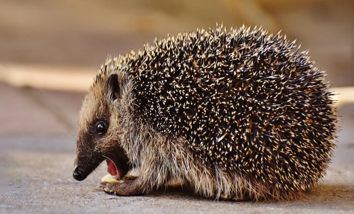 Top 10 hedgehog food product innovations launched in 2025