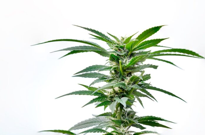 Top 10 hemp seed brands in the Netherlands