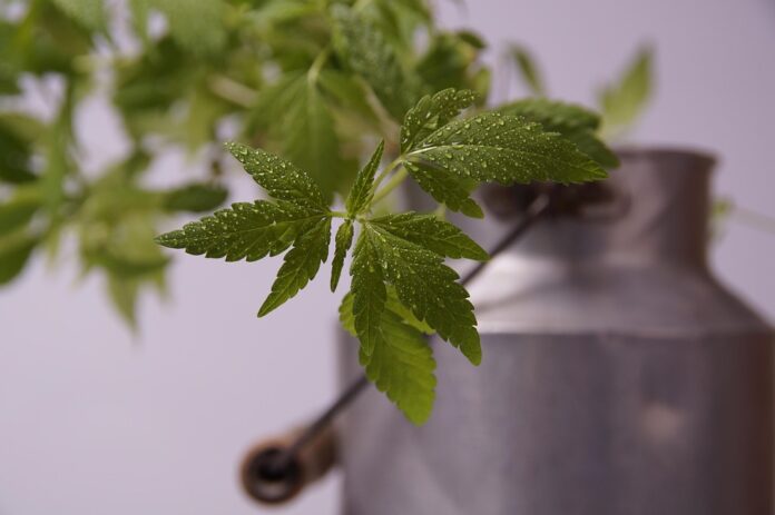 Top 10 hemp seed export companies in Australia