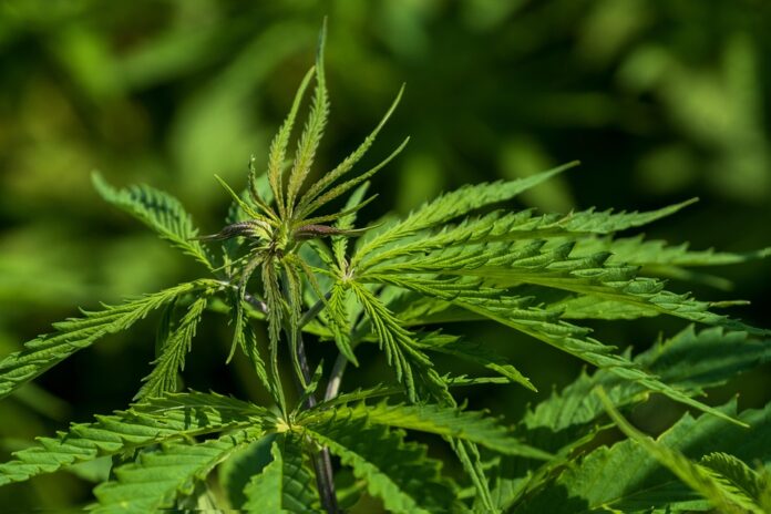 Top 10 hemp seed export companies in China