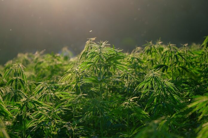 Top 10 hemp seed export companies in the United States